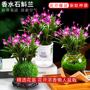 七彩香水石斛兰花苗盆栽 冬季带花出售送盆水培绿植 室内外好养