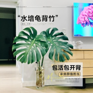 老桩龟背竹水培网红土水培北欧除甲醛室内客厅绿植净化空气
