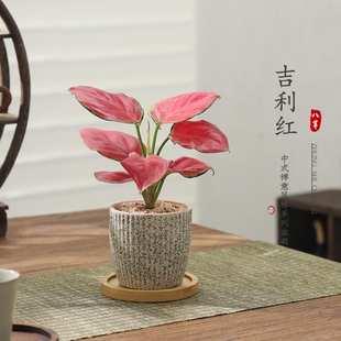 如意吉利红盆栽室内好养花卉小绿植客厅桌面摆件净化空气植物盆景